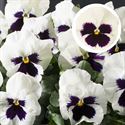 Bild von Viola P9 Grootbloemig White blotch